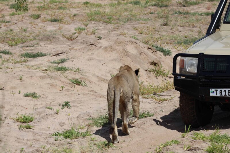 Tanzania Safari  (1)
