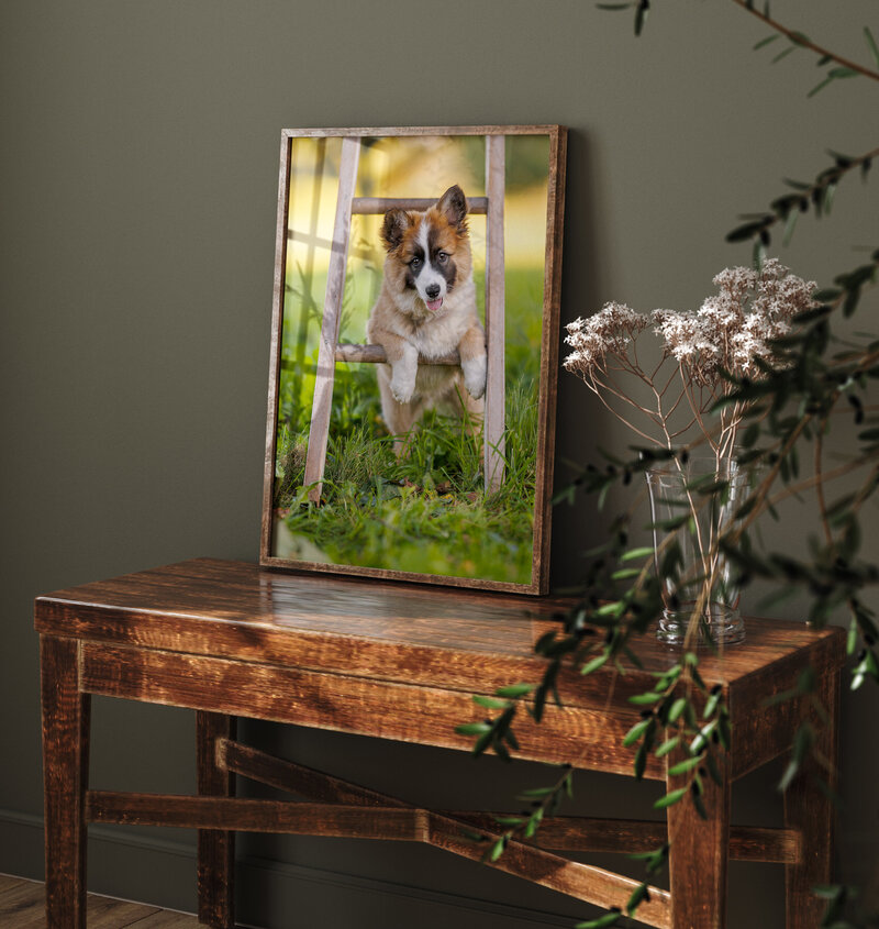 Maine Dog Photography