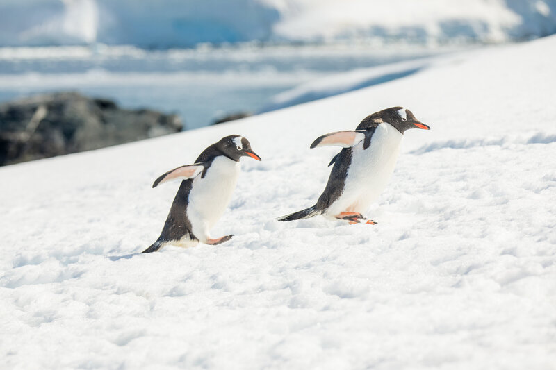 Abercrombie Kent antarctic cruise photo of penguins