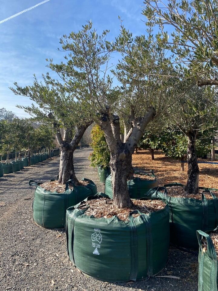 Olea europaea 'Queen of Spain Ex Ground Mature Tree - Go Green Nurseries