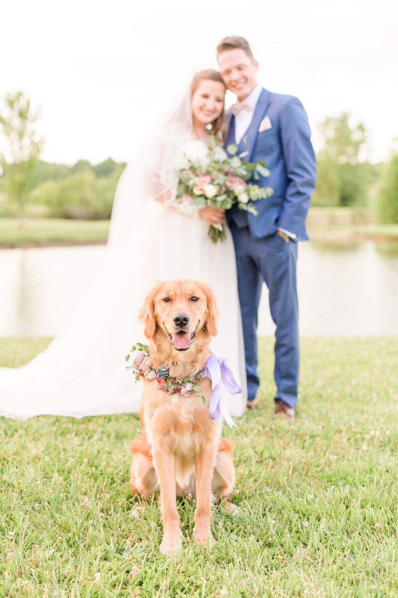 Dog Wedding Photos