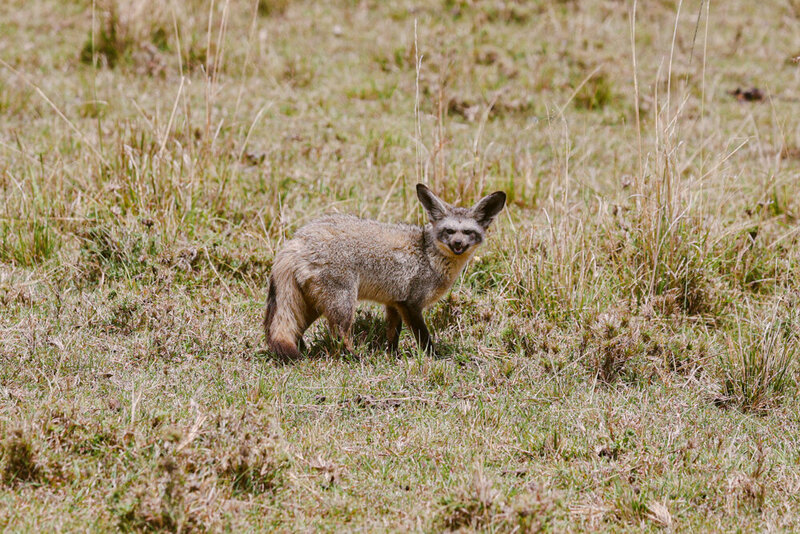 safariedited-041