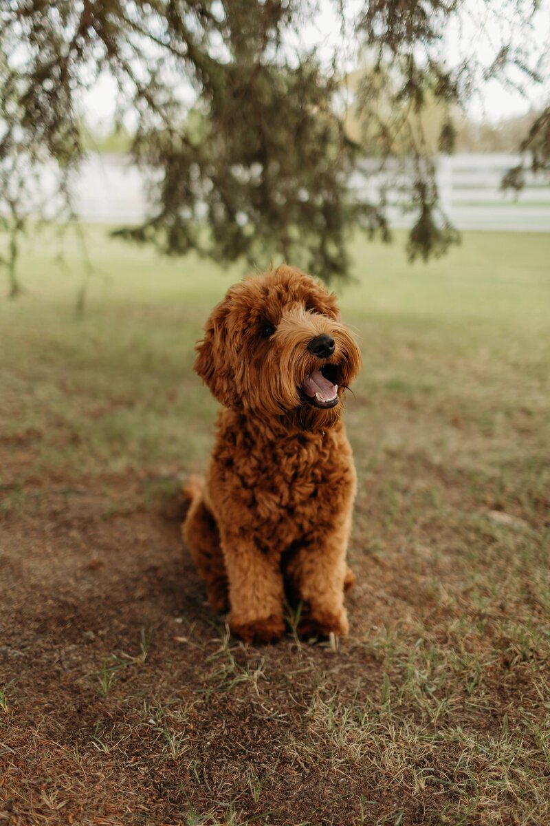baldonnel-lane-labradoodles-breeder-alberta-bc-01