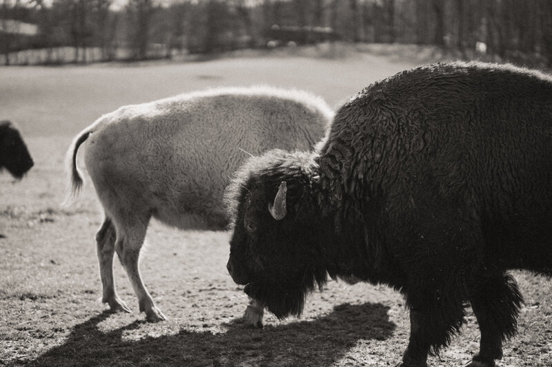 Lazy G Bison Ranch Western Branding Session (75 of 100)