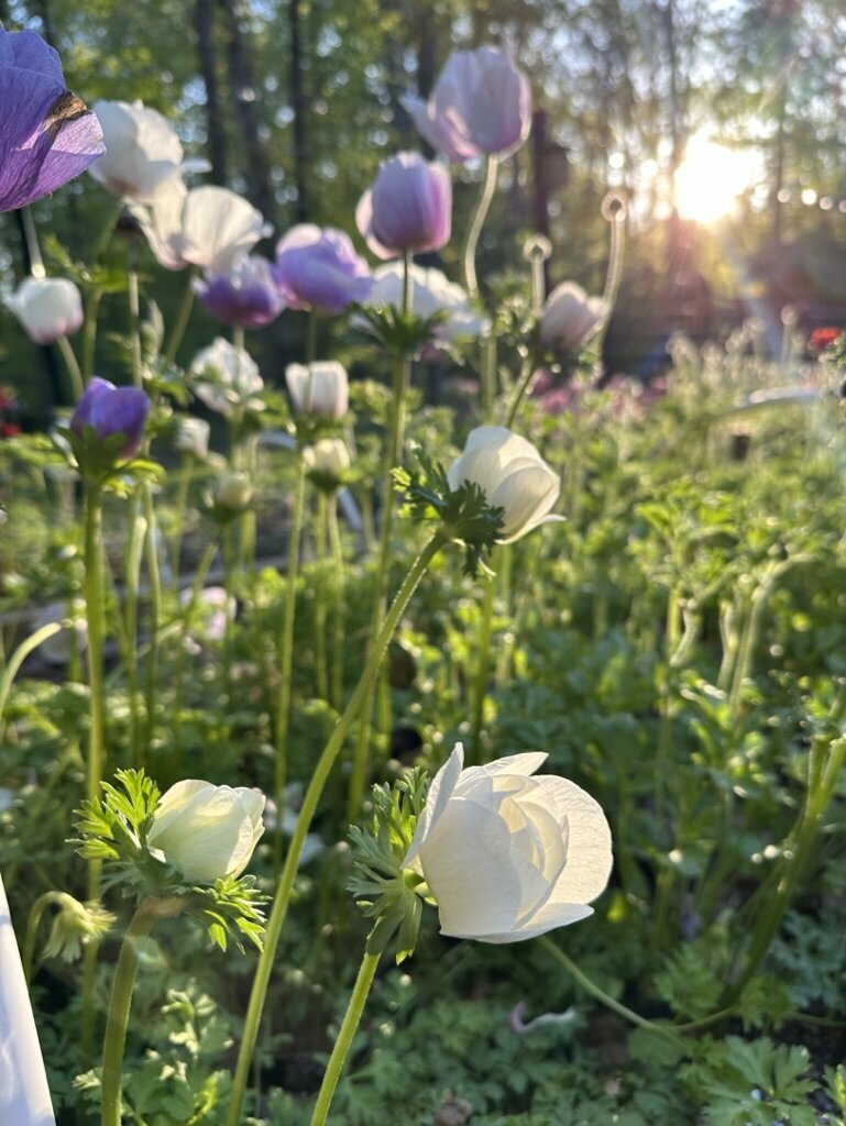 5CD0F3AD-11FB-42A4-A928-33E121FC3019_1_105_c