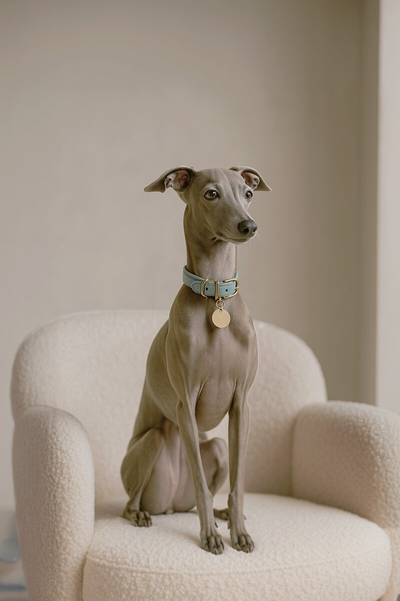 greyhound dog at fetch and fifth in Chattanooga Tennessee