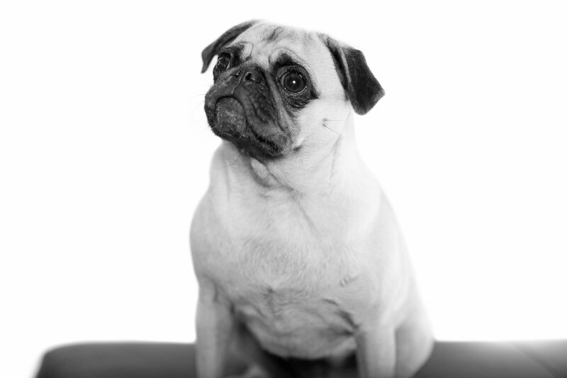 Cody the Pug Psych Consult