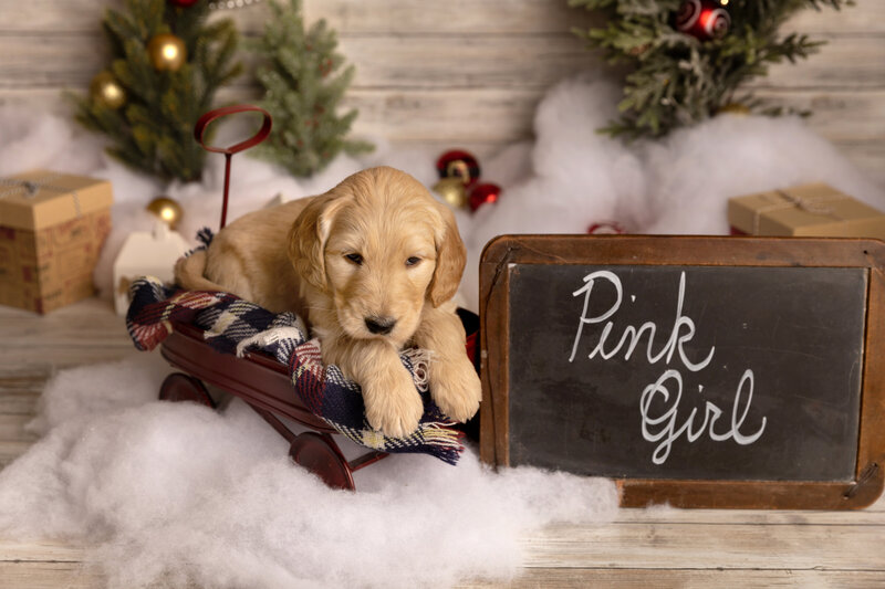 Pink_female