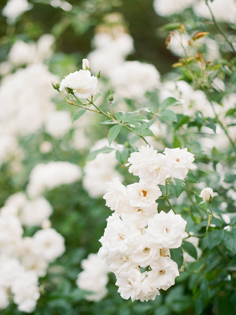 OregonFlowers_01