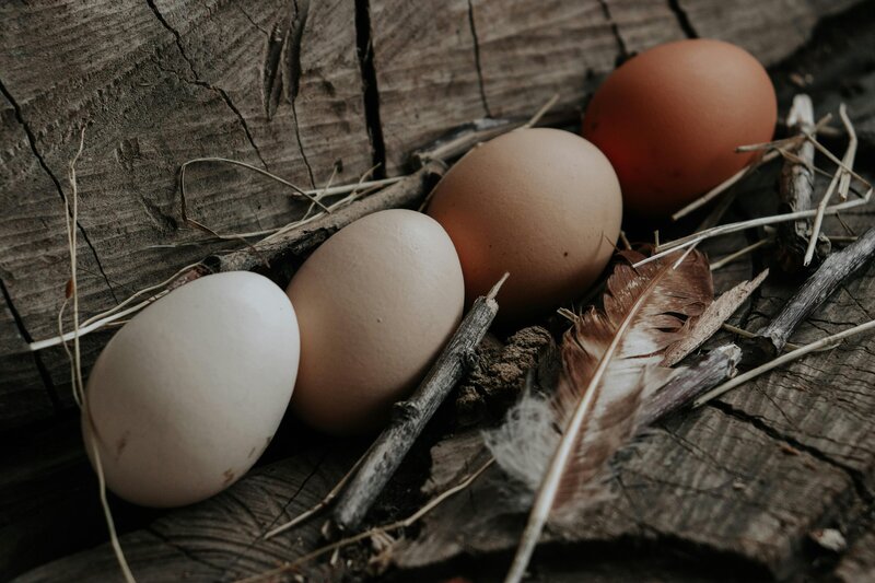 Renzo Leopoldo Showit Template By Salt Thread_90