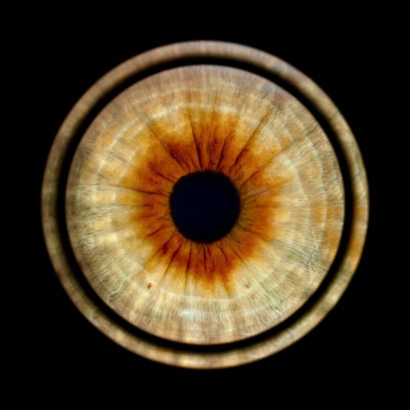 MelissaG-iris PRINT