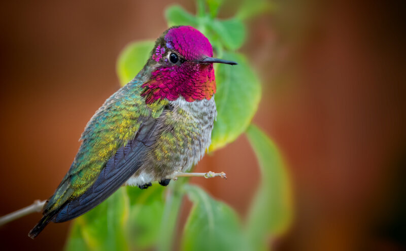 Anna-Hbird (1)