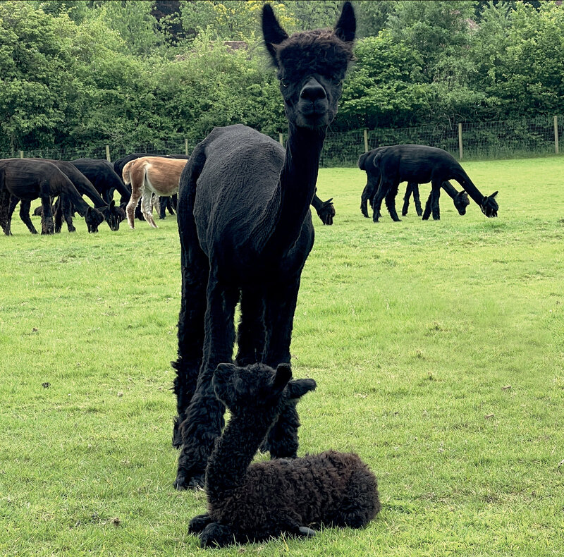 Alpacas for Sale Black Alpacas Redens Alpacas