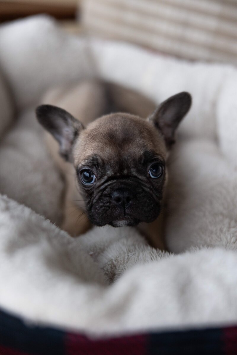 French Bulldog Puppy in Tyler, Texas lies on blanket.