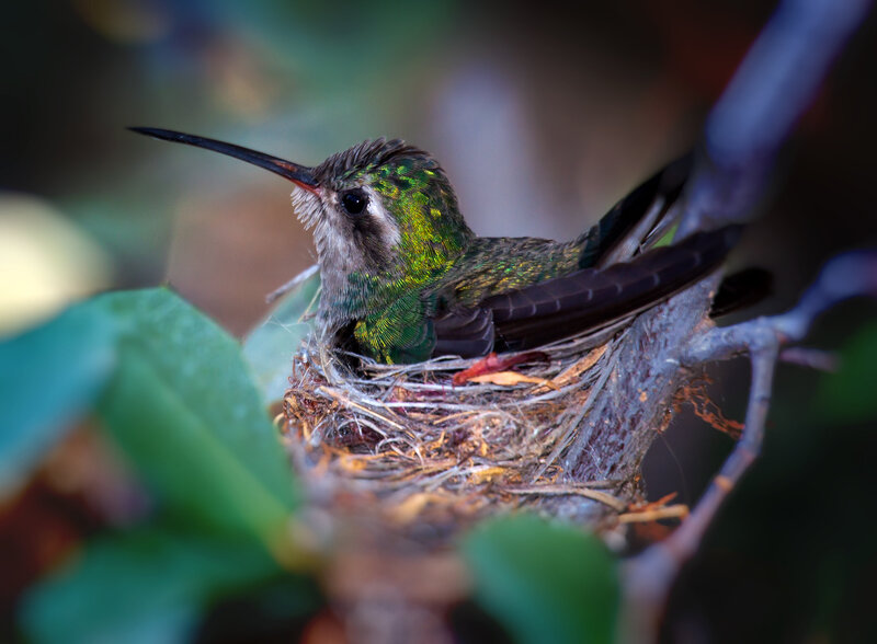 hummer-2