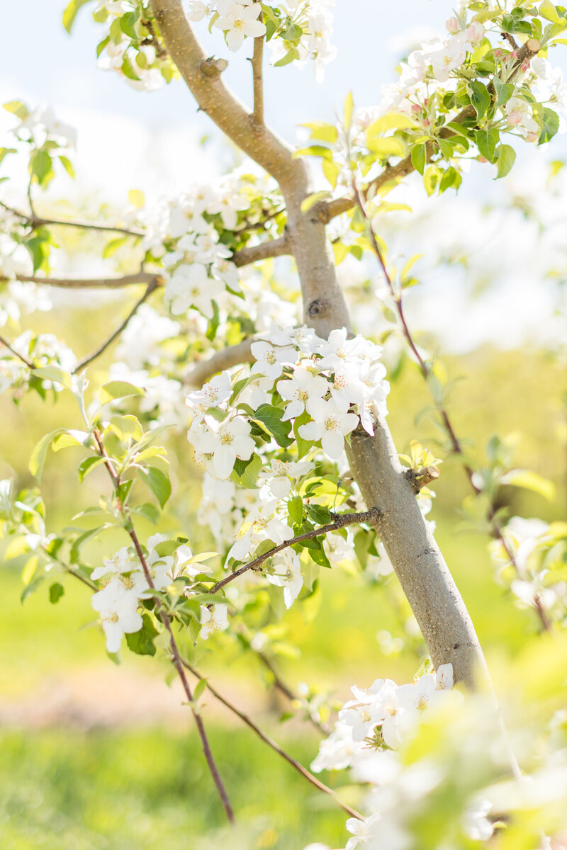 spring blossom portraits rural idaho