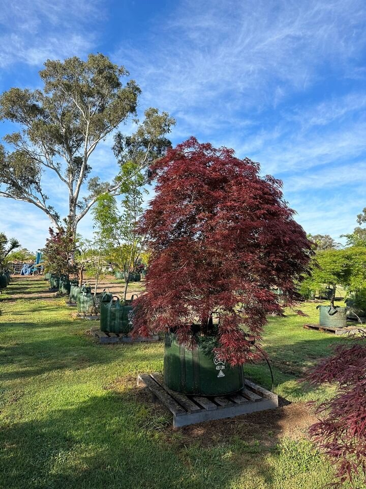 ACER PALMATUM DISSECTUM - RED WEEPING MAPLES MATURE TREE SYDNEY