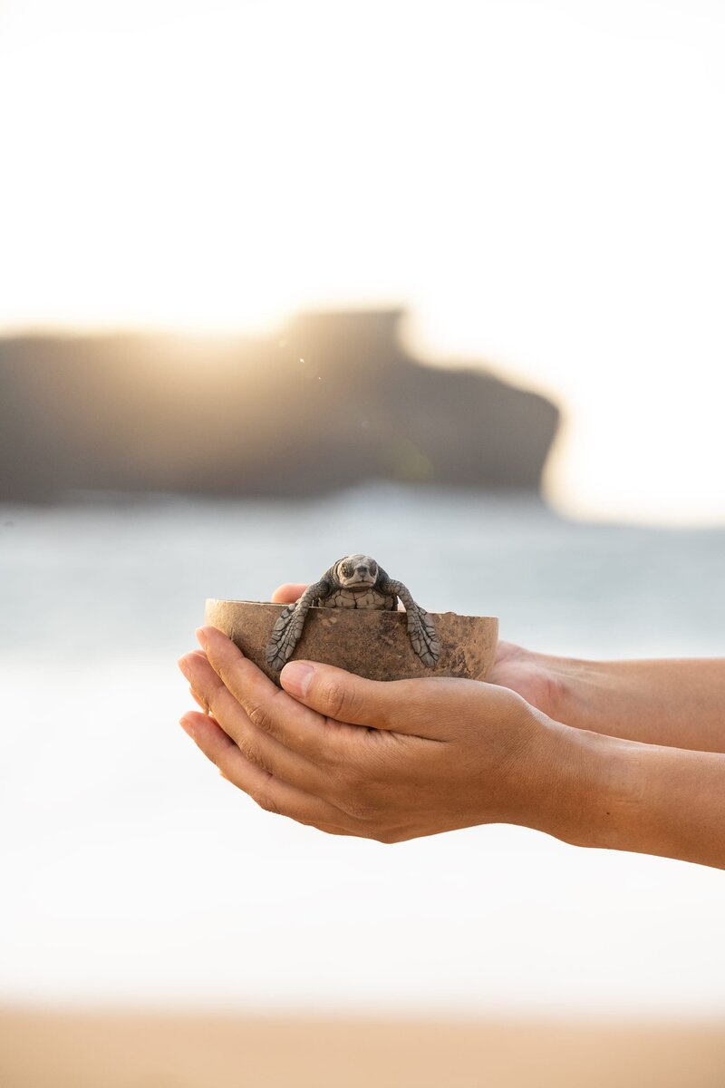 TurtleRelease_Feb2024_KCifuentes_DSC_8367