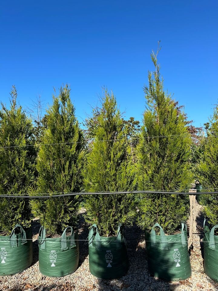 Conifers - Western Red Cedar - Upright - Thuja Plicata Fastigiata