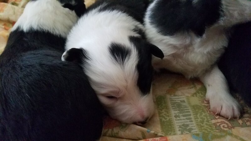 Border Collie Dogs & Puppies for Sale - Montana