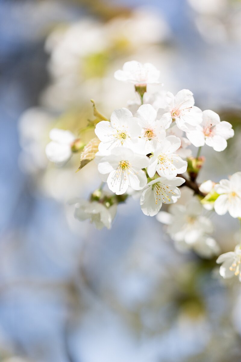 Hier erfährst du mehr zum Cherry Blossom Fotoshooting von Véronique Posselt Fine Art Photography.
