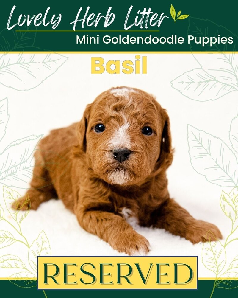 Herb - Yellow Basil Male
