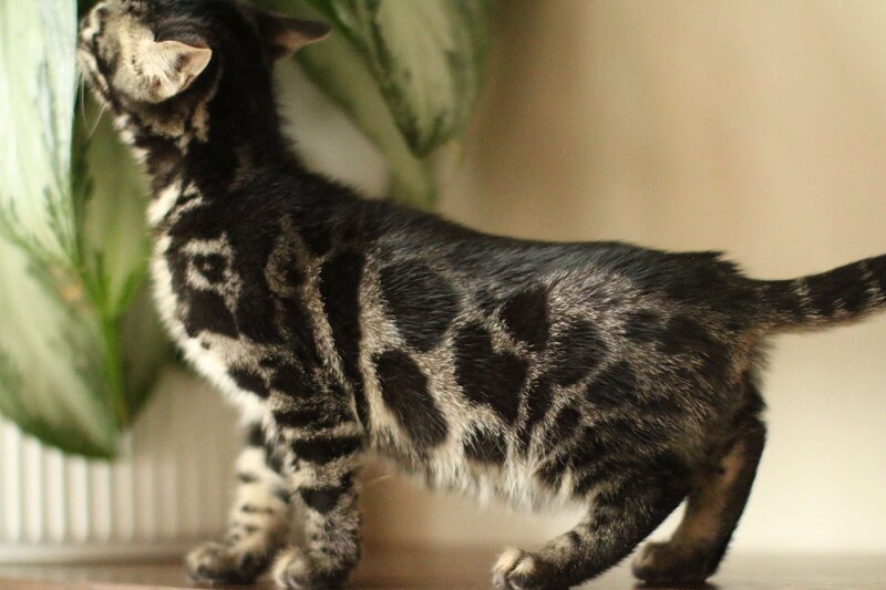 Diva x Bronco_Charcoal Boy_2