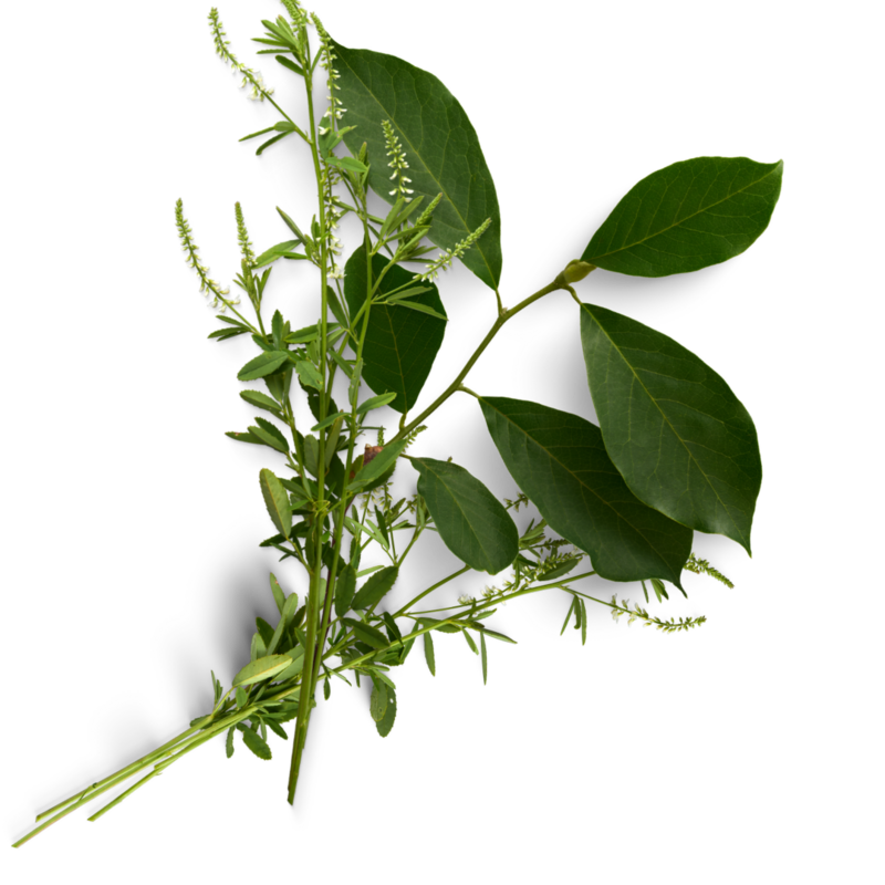 Green plant for  Elyana Studio Showit Website branding