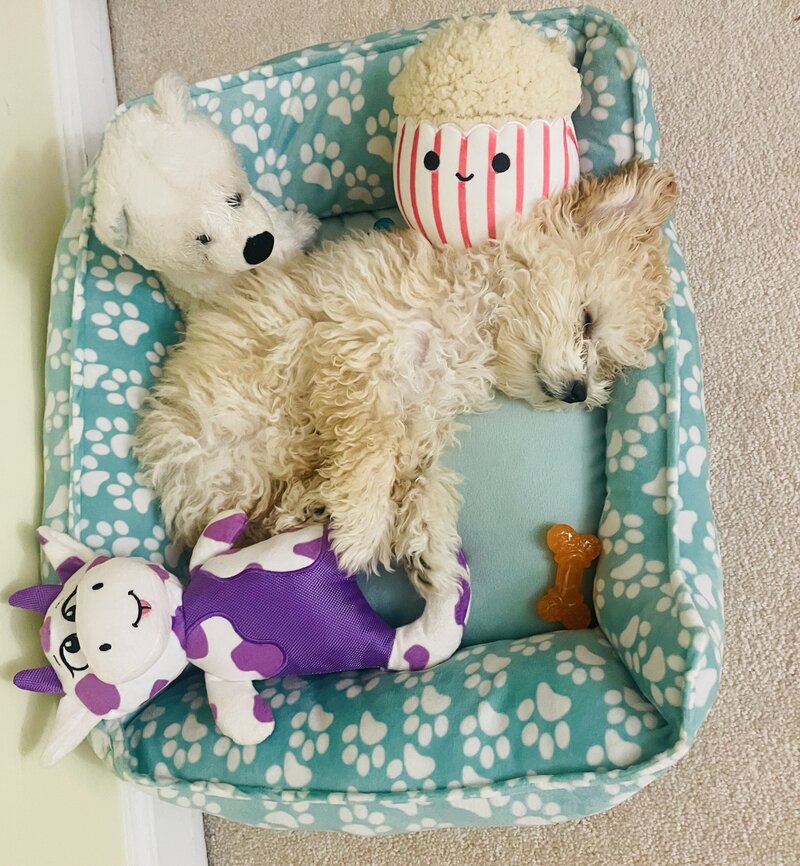 Maltipoo puppy in child's arm