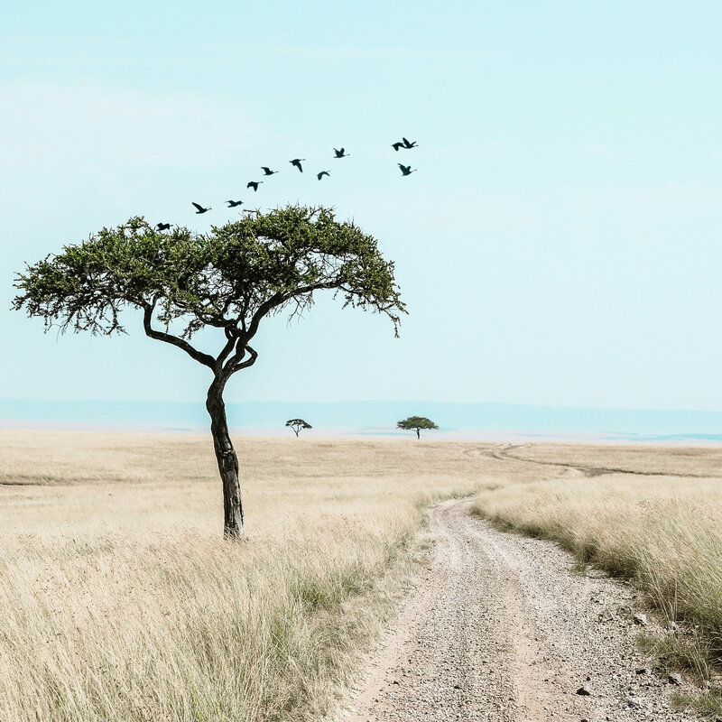 Acacia tree