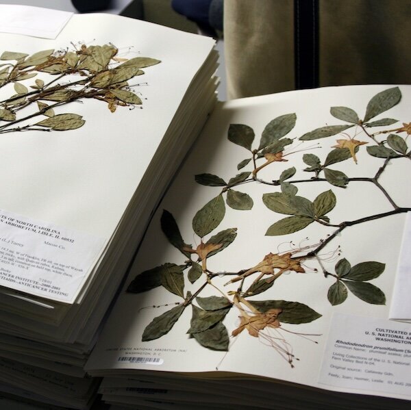 Example of a herbarium page that is part of Herbal Medicine training. 