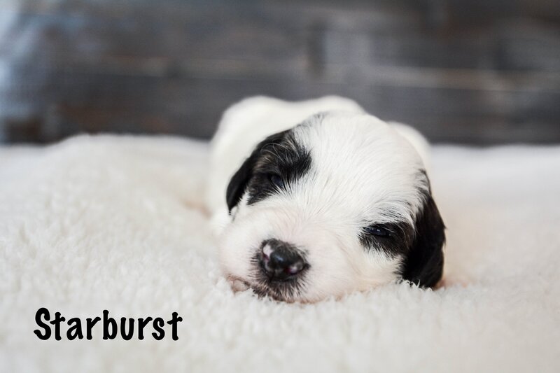 Available Mini and micro Sheepadoodle Puppies