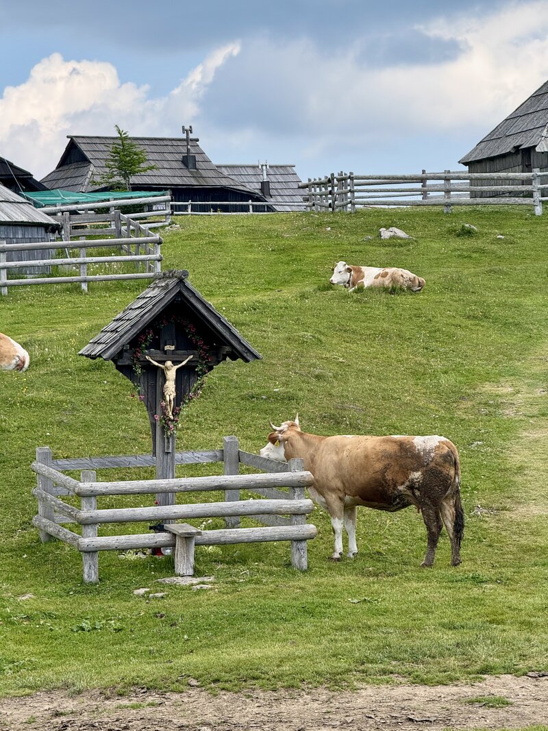 Slovenia Velika Planina cow looking at cross  2