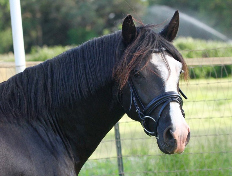 Black Connemara Pony Stallion R Blue Moon