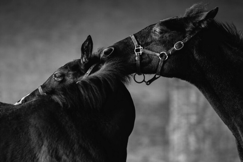 thoroughbred-horse-photography-saratoga-ny-3