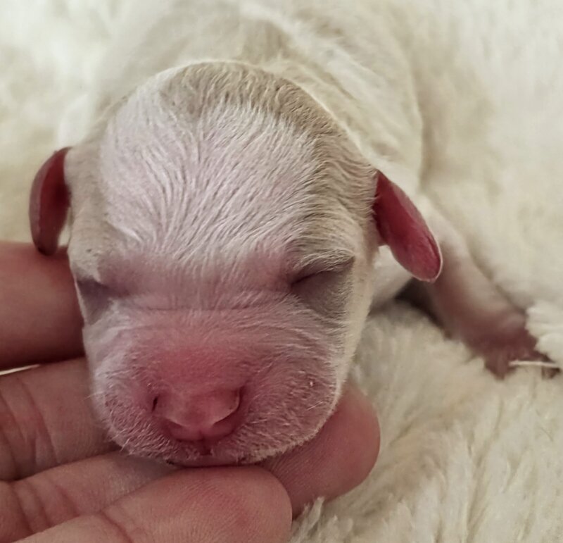 Blenheim party Cavapoo