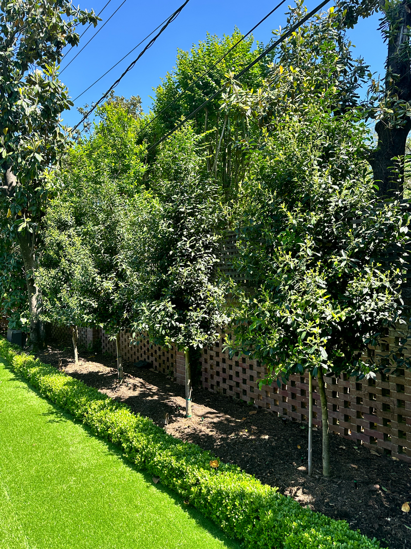 cooper-and-company-trees-brick-wall-1