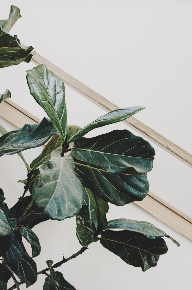 close up of fiddle leaf fig plant in a home
