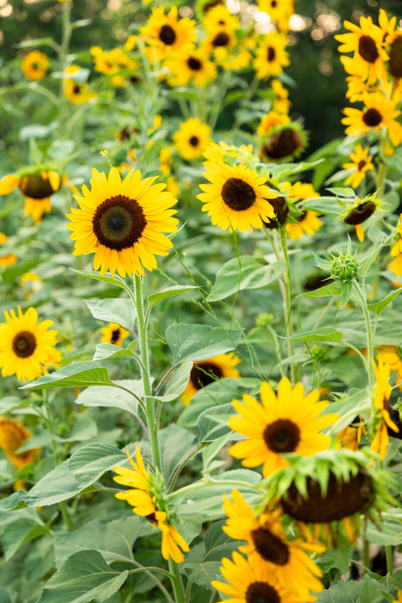 Sunflower Minis-9