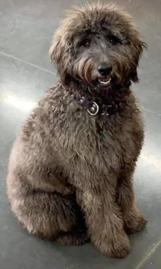 Small Country Mini Doodles Kansas City Cavapoos448734809_771404248487905_2578667975420629043_n