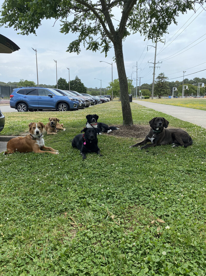 Hampton Roads Off Leash K9 Training High Ground K9