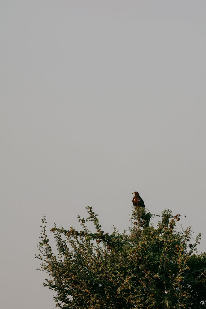 safariedited-499