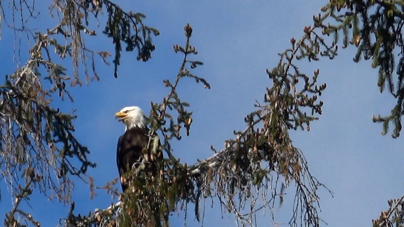 Adler