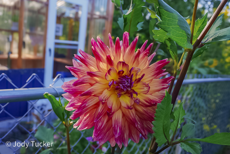 dahlia greenhouseback