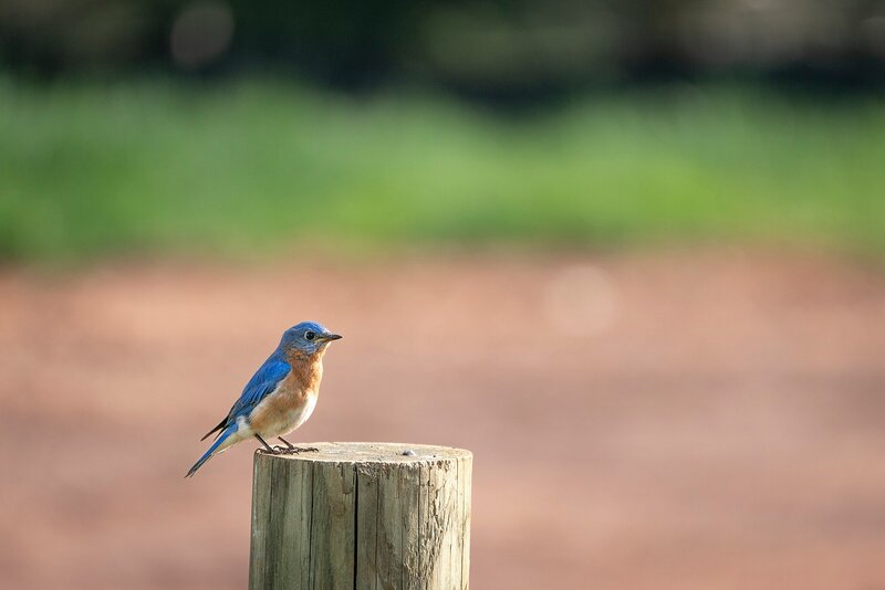 bird sitting on a wooden stump