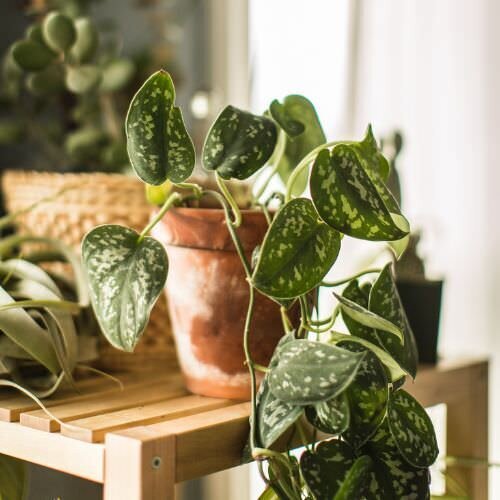 Cozy indoor portrait of photographer's houseplants, capturing her passion for nature inside and out.