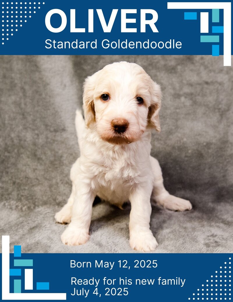 Oliver - Standard Goldendoodle - Zima-Royce