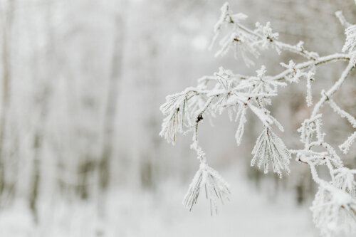 jinovatkou pokrytá větvička stromu v lese