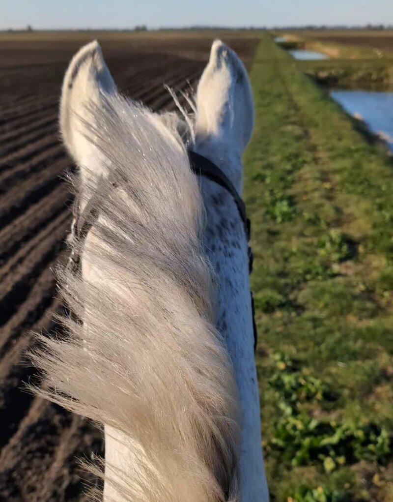 Paard heeft stress tijdens concours op buitenrit. 