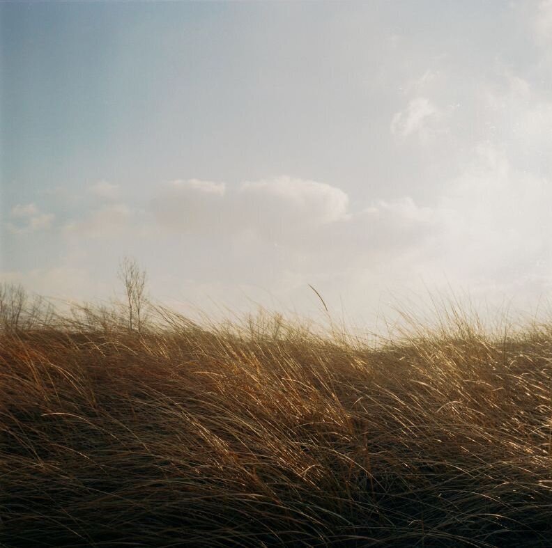 A peaceful landscape of grasses at Spirit’s Respite Ranch in  Stettler, Alberta, showcasing the serene natural beauty of the ranch's tranquil environment